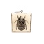 Light Square Beetle VA25